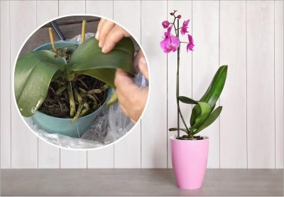 Як реанімувати зневоднену орхідею всього за три дні - простий спосіб