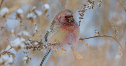 Приметы на 2 февраля: что нельзя делать в день Ефимия и как не попасть в беду