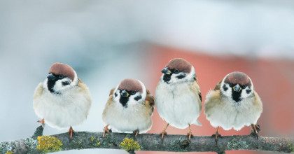 Приметы на 12 февраля: что нельзя делать в день Трех Святых и как не попасть в беду
