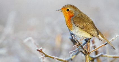 Приметы на 28 января: что нельзя делать в Павлов день и как не попасть в беду