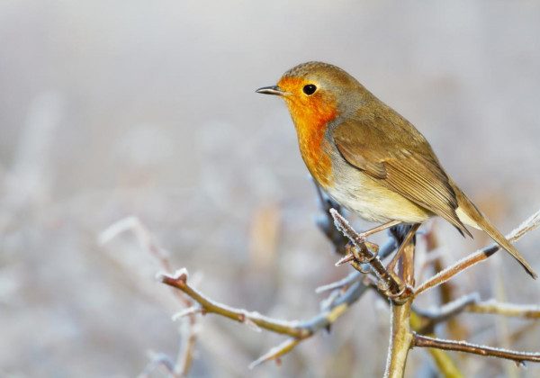 Приметы на 28 января: что нельзя делать в Павлов день и как не попасть в беду