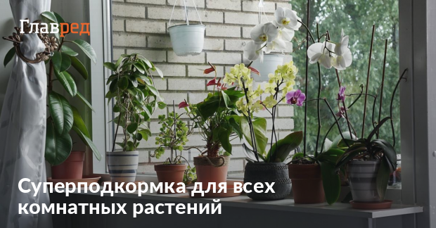 Как приготовить супер удобрение для всех комнатных растений в домашних ...