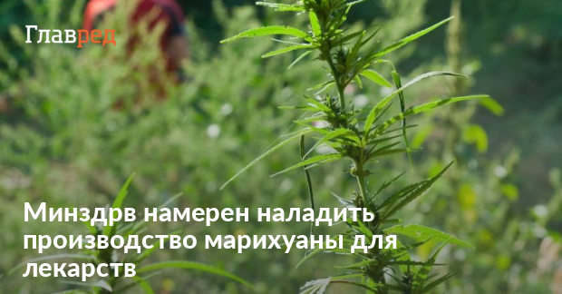 статья за выращивание конопли украина