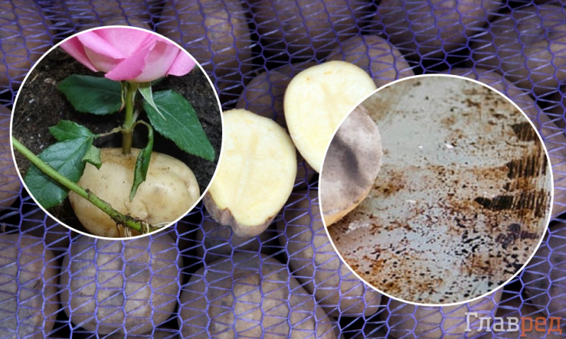 5 необычных, но полезных способов применения картофеля в быту