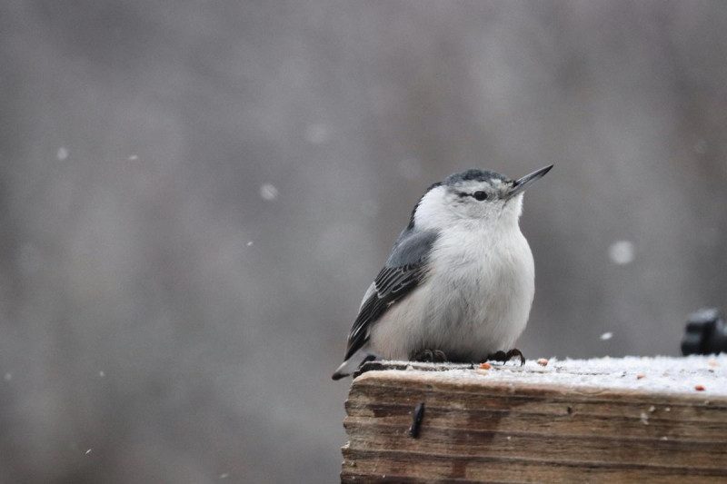 Прикмети на 30 січня: що не можна робити в день Антона і як не потрапити в біду