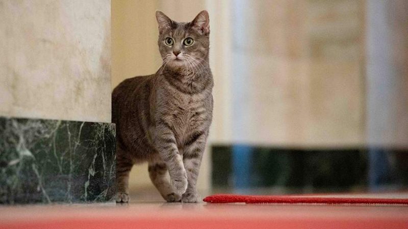 "Знакомьтесь, это Уиллоу": Джилл Байден показала кошку, которая переехала в Белый дом