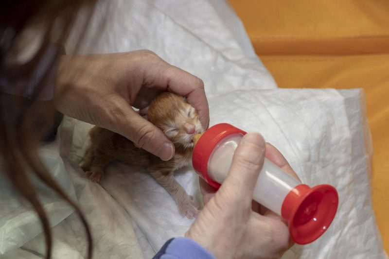 Нельзя давать коровье молоко: как кормить новорожденных котят без кошки