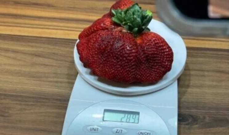 Сверхгигантская клубника из Израиля попала Книгу рекордов Гиннеса: как она выглядит