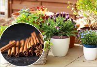 Цілющий еліксир для всіх рослин: звичайна кориця замінить добрива і фунгіциди