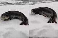 К украинским полярникам заглянул морской леопард