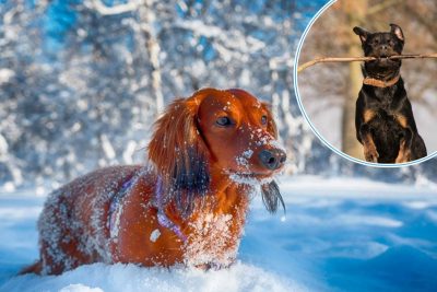 Щоб пес не 'вигулював господаря', і чому не можна на повний шлунок: як правильно вигулювати собаку