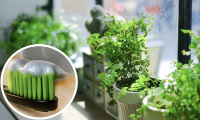 Зубна паста для кімнатних рослин: як приготувати незвичайне і ефективне добриво для квітів