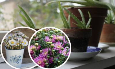 Які кімнатні рослини врятують від депресії: топ-5 зелених цілителів