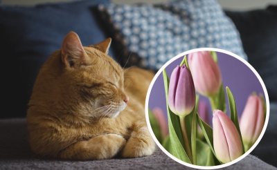 Рослини, небезпечні для домашніх тварин: топ-5 токсичних квітів