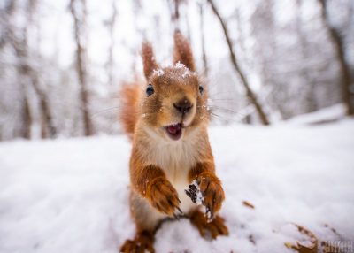 Зима може вже не повернутися: в середині лютого в Україну увірветься весна