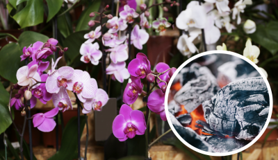 орхидея, зола 