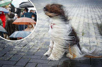 Шалений вітер і дощ зі снігом: якою буде погода в Україні на вихідних