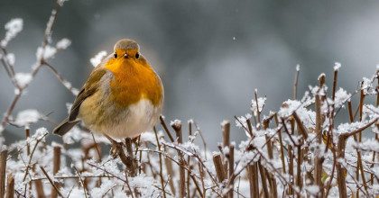Приметы на 3 февраля: что нельзя делать в день Максима и как не попасть в беду