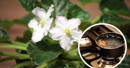 Как заставить фиалку цвести: устраиваем сенполии "баньку"