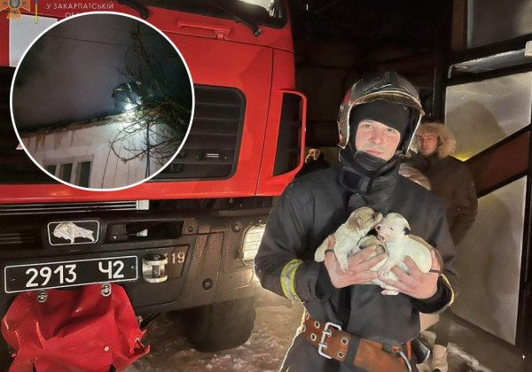Заховалися під ліжком і подавали сигнали SOS: закарпатські рятувальники винесли з полум’я цуценят