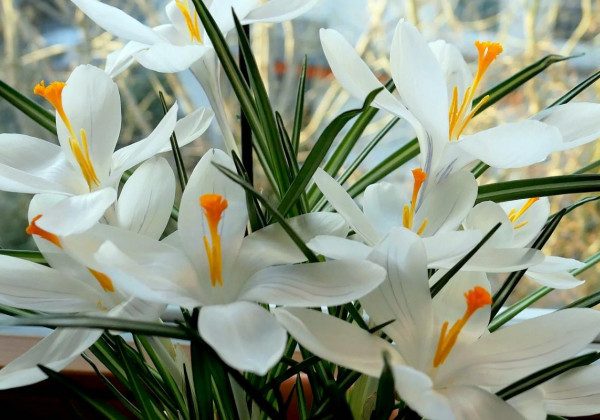 Прощена неділя 2022 – картинки та вітання з Прощеною неділею пречудові