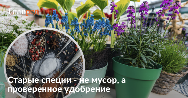 Как приготовить дешевое и действенное удобрение для цветов дома - Главред