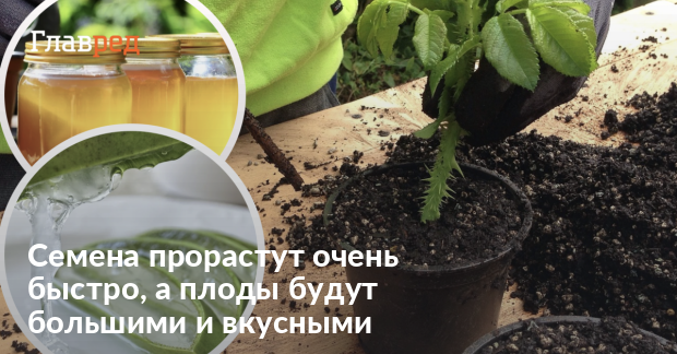 Как приготовить стимулятор роста растений своими руками - Главред