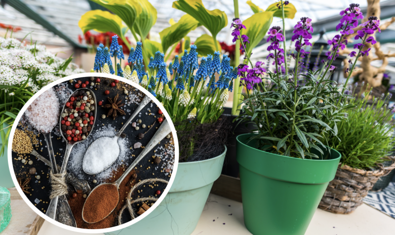 Старые специи лучше не выбрасывать: как приготовить дешевое и действенное удобрение для цветов дома