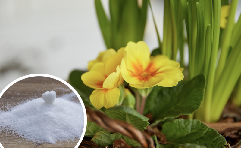 Будуть пишно цвісти: цукор - перевірене добриво для всіх рослин, яке завжди є під рукою