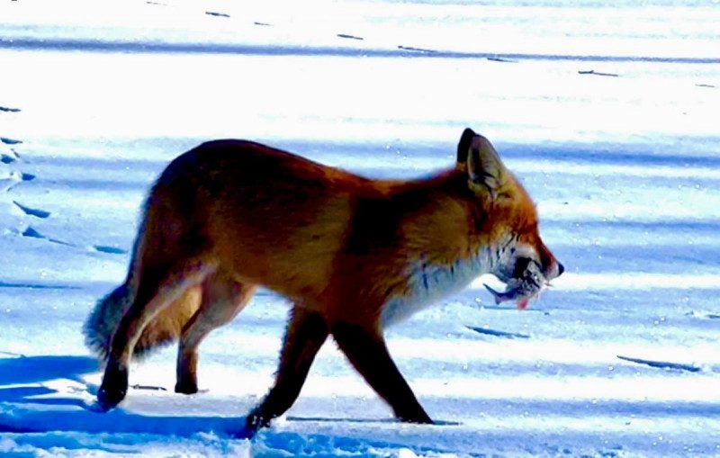 "Вкусная рыбка": в Буче рыбак угостил своим уловом дикую лису