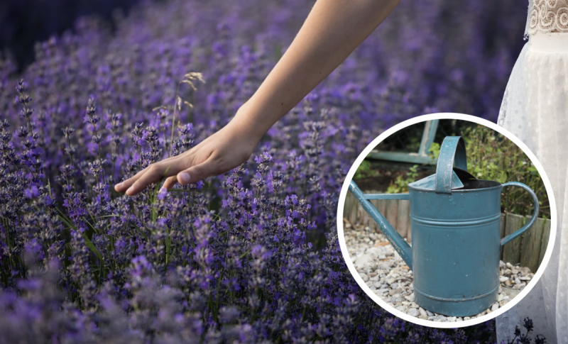 Прикрасять будь-який двір: садівник назвала найневибагливіші рослини для саду