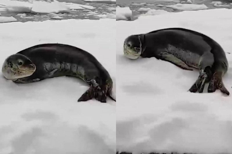 К украинским полярникам заглянул морской леопард