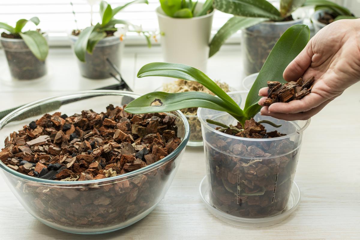 как сделать грунт для орхидей в домашних условиях