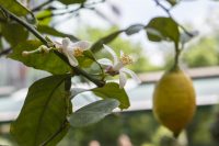 Повинні бути у кожного в будинку: ці рослини допоможуть зняти стрес і тривогу