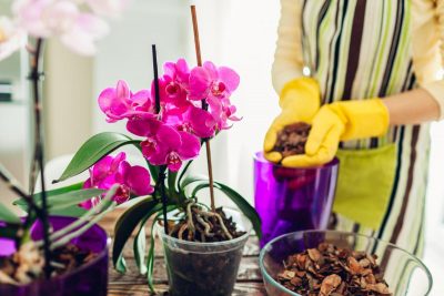 Как пересадить орхидею, если нет специального субстрата: готовим грунт своими руками
