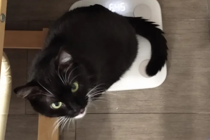 Кіт Бандера Кіт Бандера