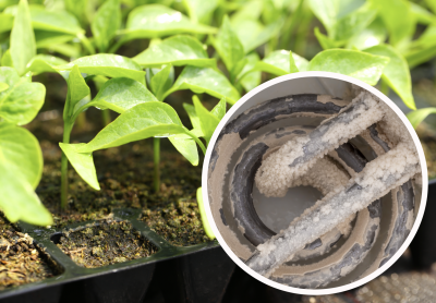 розсада, накип в чайнику, добриво для розсади  розсада, накип в чайнику, добриво для розсади