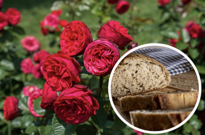 Старий хліб краще не викидати: як приготувати добриво, щоби троянди пишно цвіли