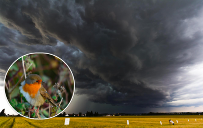 погода погода