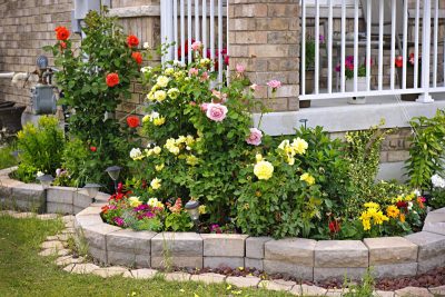 Дрожжи - лучшее удобрение для сада: цветы будут крупными и переживут засушливое лето