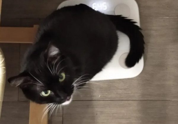 З Javelin і в "касці" ЗСУ: в Мережі стрімко набирає популярність патріотичний кіт Бандера