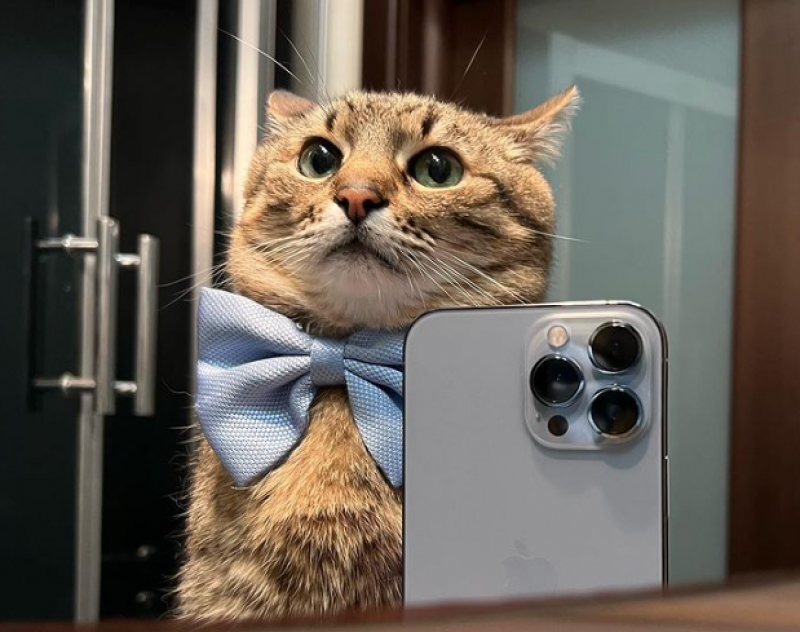 Кота Степана з Харкова номінували на найпрестижнішу премію блогерів