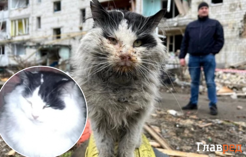 Дива не сталося: кота, який став символом незламності Бородянки, врятувати не вдалося