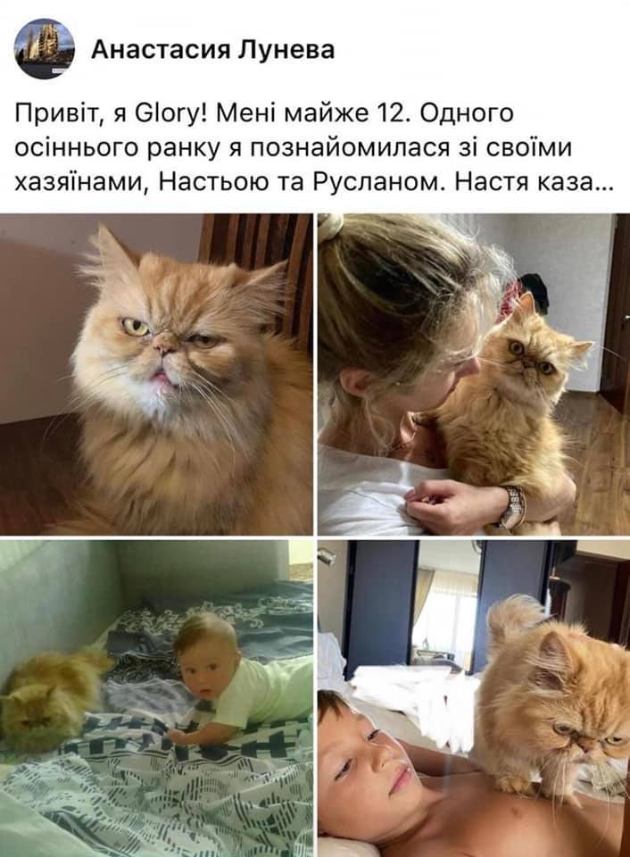 Вокруг спасенной в Бородянке рыжей кошки разгорелся скандал - на нее претендуют 12 человек