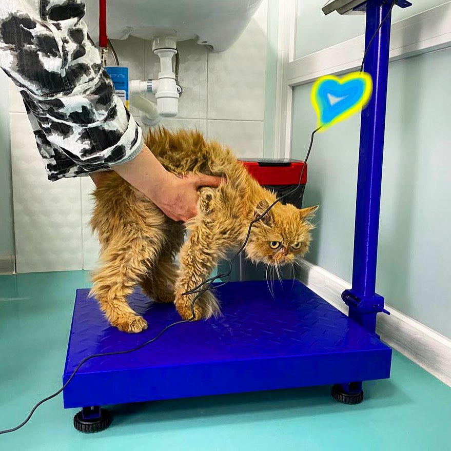 Кошка из Бородянки проходит лечение 