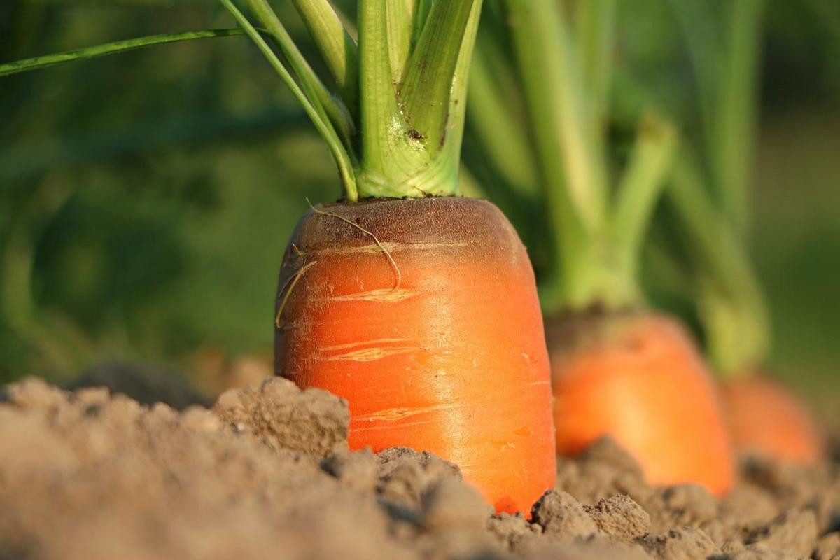 Что можно и нельзя сажать рядом с морковью и кто ее идеальный сосед -Главред