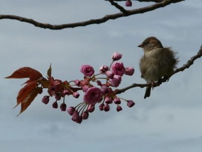 весна, приметы на 5 мая, что нельзя делать 5 мая, 