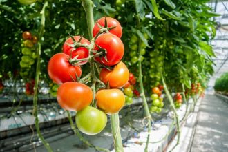 Как правильно пасынковать помидоры для щедрого урожая