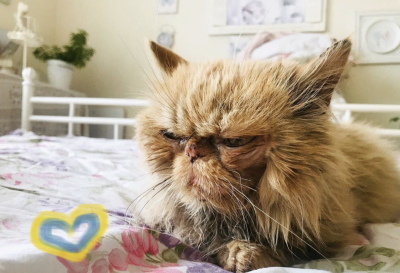 Вокруг спасенной в Бородянке рыжей кошки разгорелся скандал - на нее претендуют 12 человек