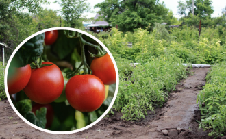 Як посадити помідори унікальним німецьким способом: урожай буде небувалим